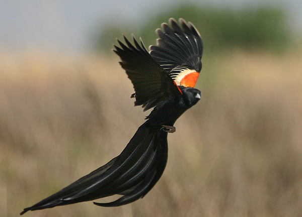 Why Yellow Birds Mysteriously Turn Red