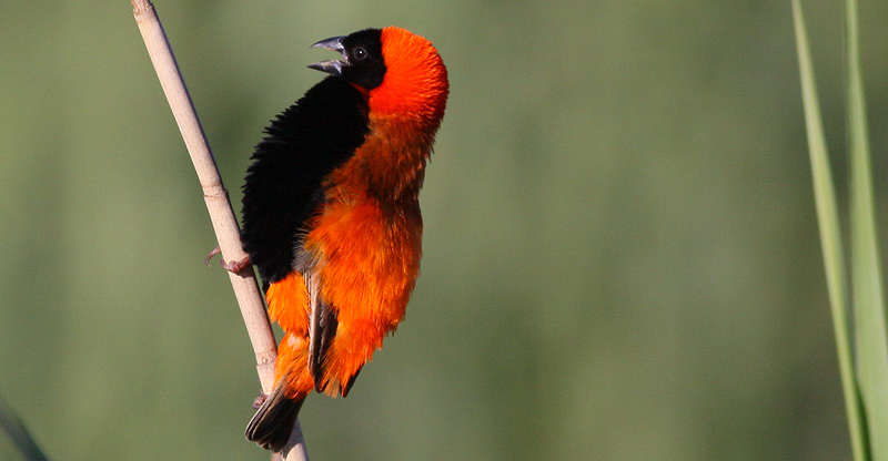 Why Yellow Birds Mysteriously Turn Red